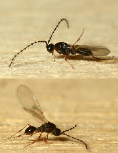 Trichopria sp.