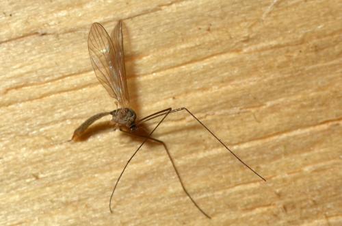 Réf. 135 715 : Cheilotrichia sp.