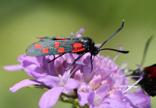 Réf. 135 460 : Zygaena transalpina
