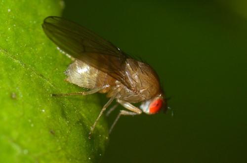 Drosophila immigrans