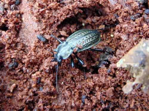 Carabus granulatus