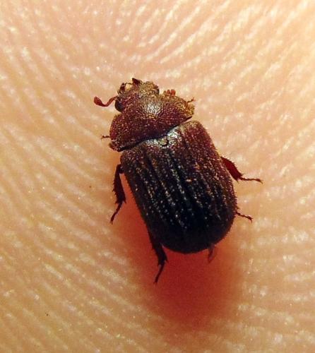 Aesalus scarabaeoides