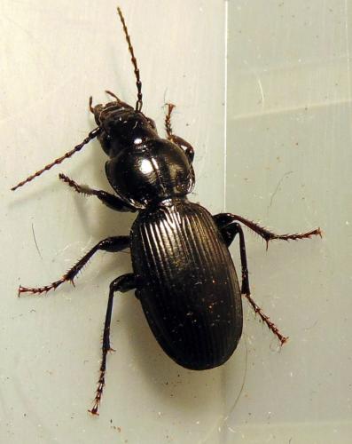 Pterostichus madidus