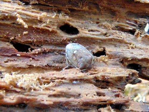 Chlorochroa pinicola