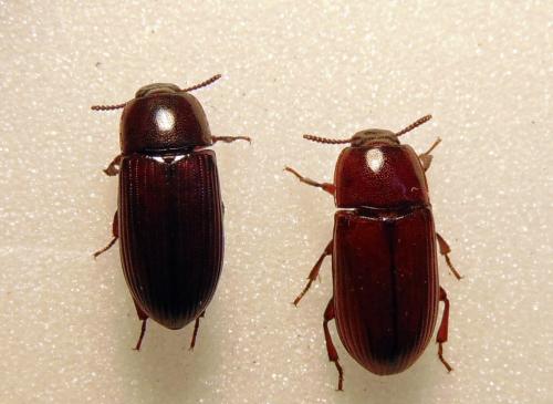 Uloma culinaris