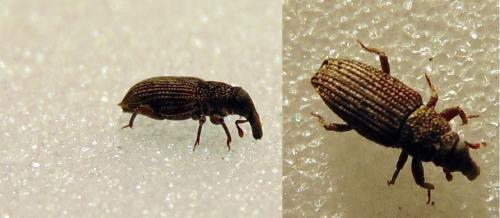 Dryophthorus corticalis