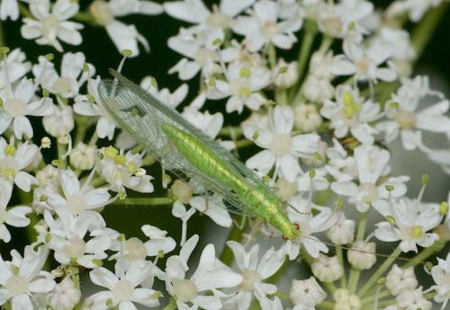 Chrysoperla carnea
