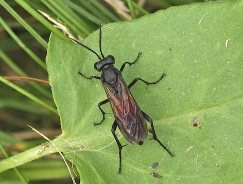Réf. 135 922 : Macrophya (annulata-blanda)