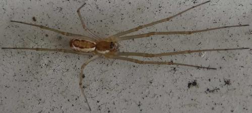 Réf. 135 472 : Neriene radiata