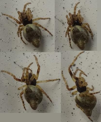 Cyclosa sp.