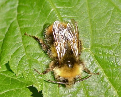 Bombus sp.