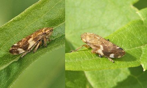 Philaenus spumarius