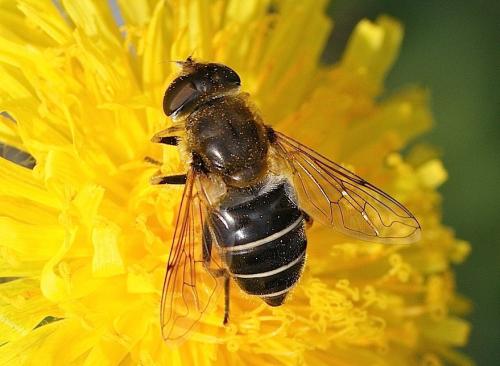 Réf. 135 743 : Eristalis nemorum