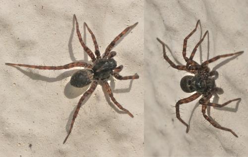 Pardosa sp.