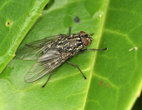Réf. 135 891 : Polietes meridionalis