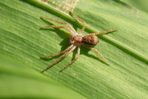 Philodromus dispar
