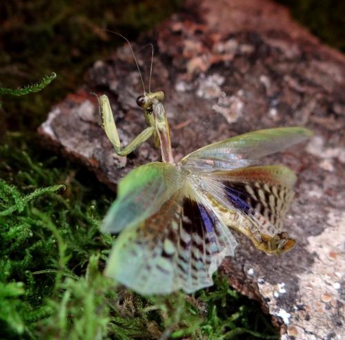 Réf. 135 078 : Iris oratoria