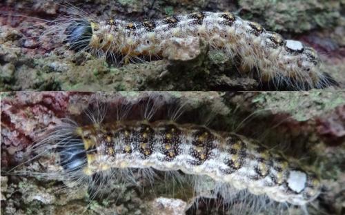 Réf. 135 704 : Subacronicta megacephala