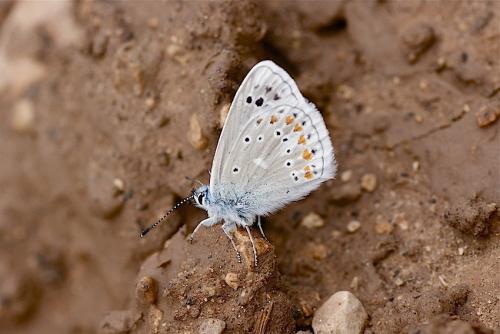 Réf. 135 103 : Polyommatus dorylas