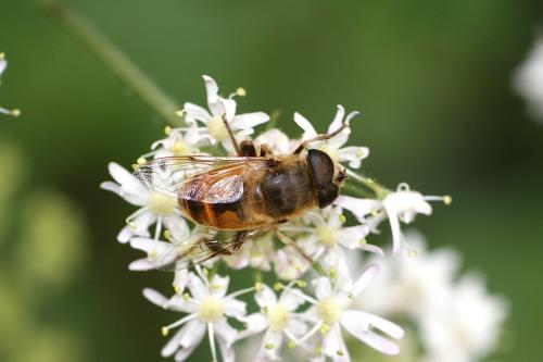 Eristalis tenax