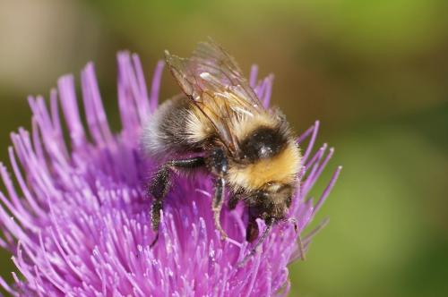 Réf. 135 966 : Bombus sp.