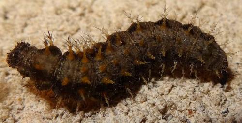 Vanessa atalanta