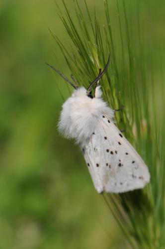 Réf. 135 086 : Spilosoma lubricipeda
