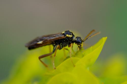 Tenthredopsis sp.
