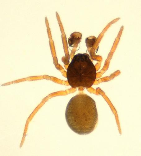 Réf. 135 173 : Silometopus ambiguus