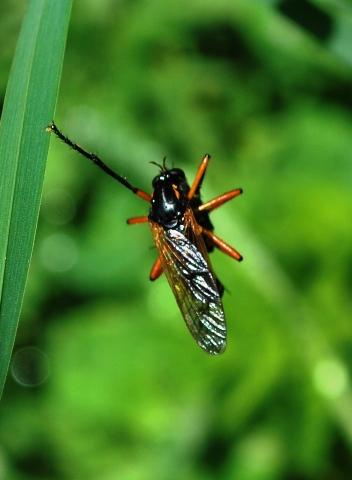 Réf. 135 982 : Molobratia teutonus
