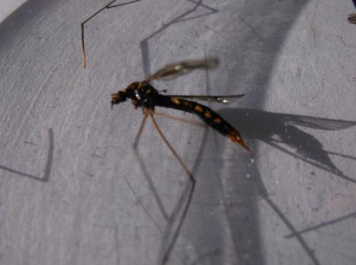 Nephrotoma sp.