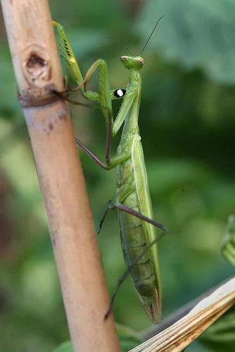 Réf. 135 182 : Mantis religiosa