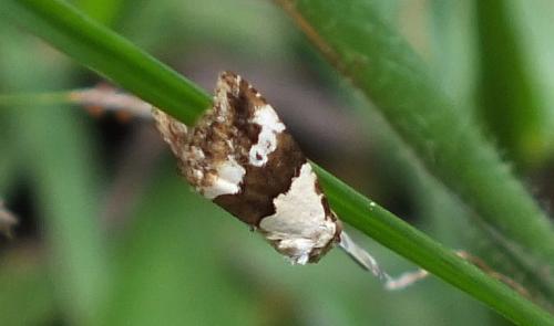 Lithacodia blandula