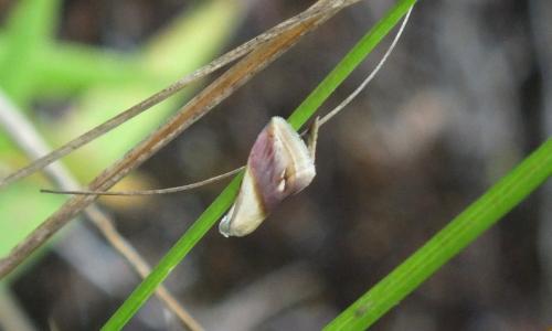 Réf. 135 475 : Eublemma cochylioides