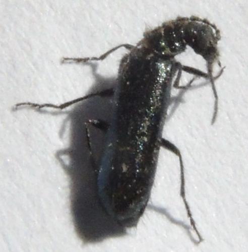 Réf. 135 711 : Dasytes aeratus
