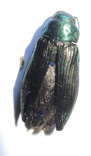 Eurythyrea austriaca