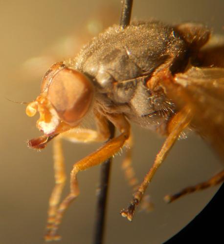 Brachyopa pilosa