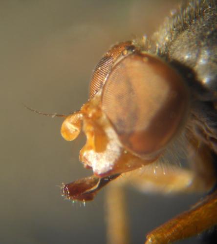 Réf. 135 510 : Brachyopa pilosa