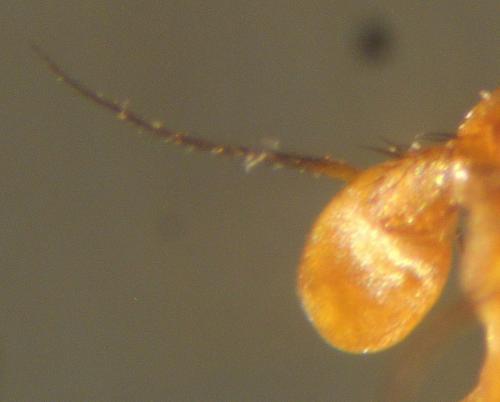 Brachyopa pilosa
