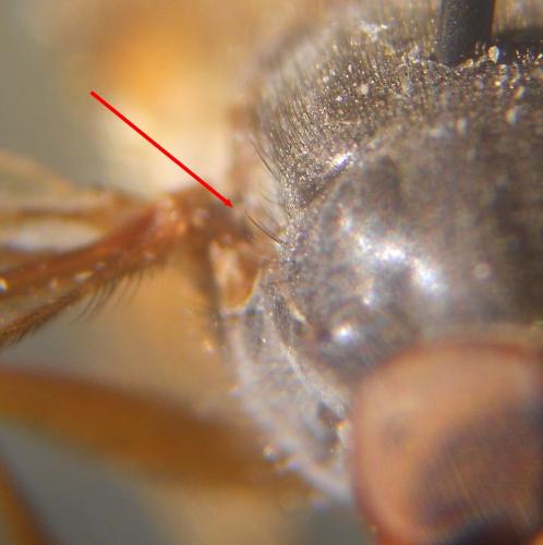 Brachyopa pilosa