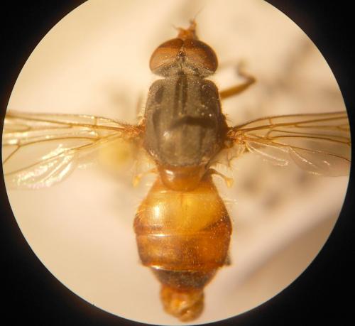 Réf. 135 512 : Brachyopa pilosa