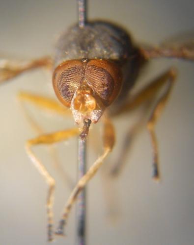 Réf. 135 513 : Brachyopa pilosa