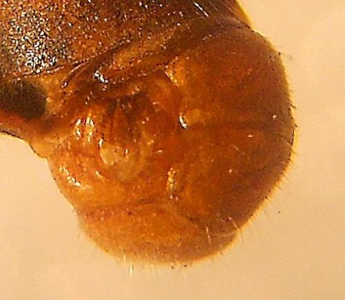 Réf. 135 514 : Brachyopa pilosa