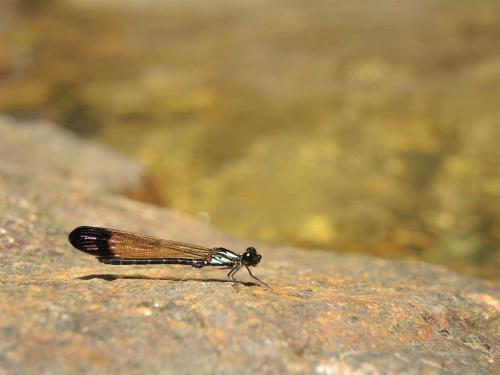 Réf. 135 556 : Heliocypha biforata