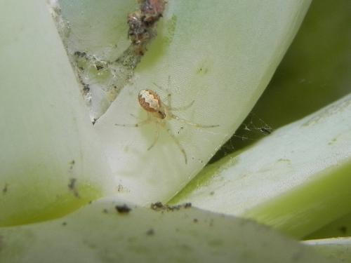 Réf. 135 443 : Theridion sp.