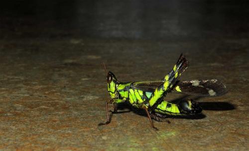 Erianthus sp.