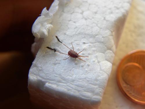 Eatoniana plumipes