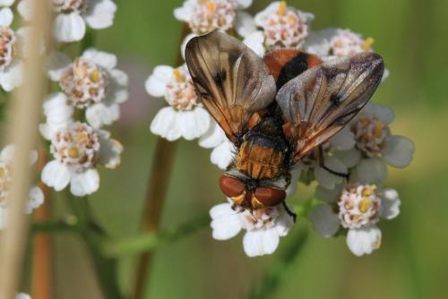 Ectophasia crassipennis
