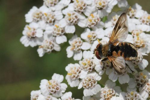 Ectophasia leucoptera