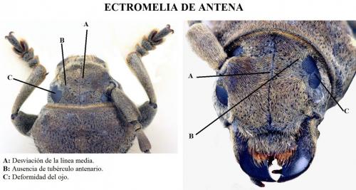 Iberodorcadion mus